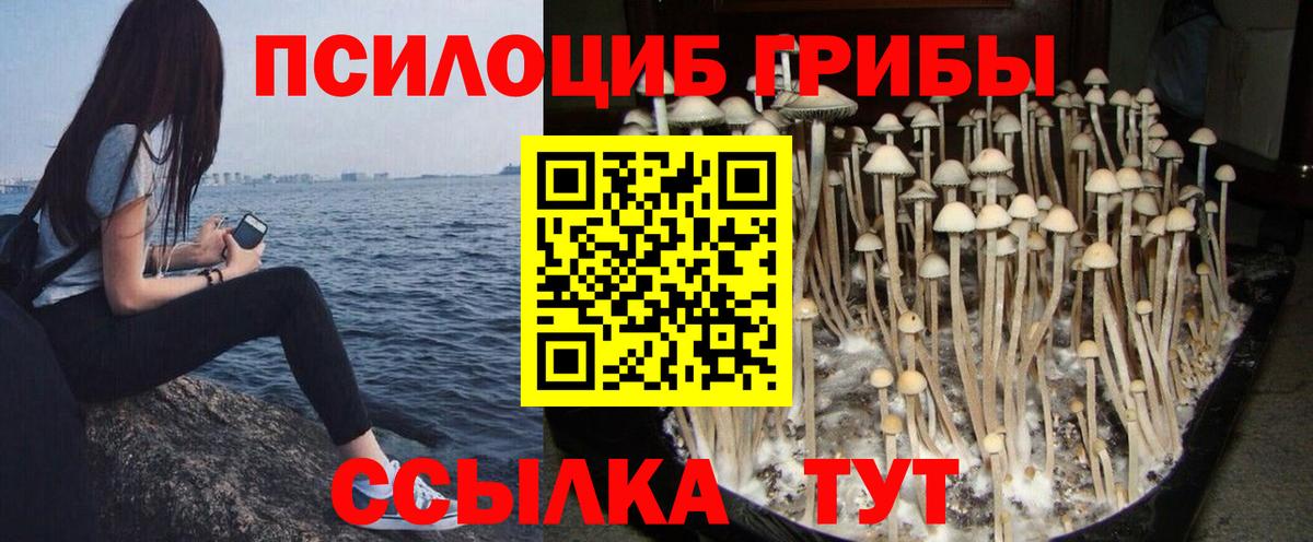 Галлюциногенные грибы прущие грибы  закладки  Анапа  Галлюциногенные грибы Psilocybine cubensis 